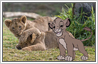 Add Simba cartoon to photo of real lion cubs