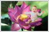Sample of flower baby photo editing