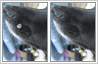 Photo editing to remove wart growing on dog's face