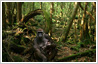 Example of jungle theme photo editing