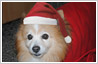 Put a santa hat on your pet's picture
