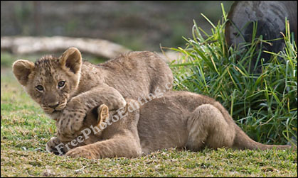 Two lion cubs romping together in a wildlife park