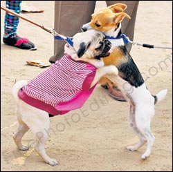 This is a nice photo of two dogs greeting each other joyfully. But the photo is somewhat marred by disturbing elements in the background. An edited version of the photo where these unwanted objects have been removed can be seen on right.