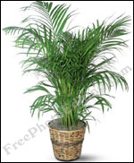 Potted palm