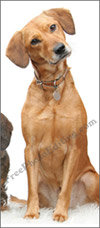 Photo editing: This is the dog that needs to be merged into the family group photo on left.
