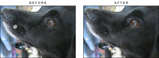 This is a photo editing example in which wart has been removed from dog's nose / face.