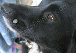 Photo touch-up required to remove wart.