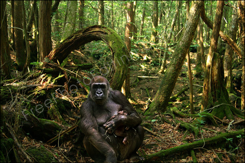 This is a photo editing sample in which the mother and baby gorillas have been removed from their captive, caged surroundings and released in the wild...