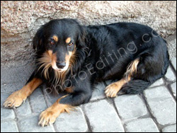 Photo editing required: Background in dog's photo to be changed. Dog to be placed in photo on right. The final edited photo can be seen below.