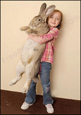 Background change required in this photo to place the little girl and her rabbit in the woods.