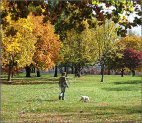 Before photo editing: This is a nature view showing a park full of trees, with autumn leaves strewn on the grass below. Seen in the photo is a little boy with a dog on leash. The boy and dog will be taken out of the photo. They will be replaced by the Beatles group seen in photo on left. 
