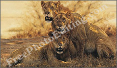 Three lions in jungle