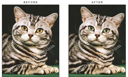 Tabby cat's eye colour changed to green with photo editing
