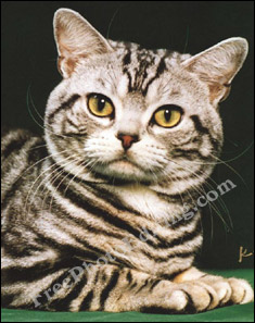 Domestic shorthaired tabby cat