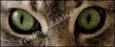 Sample of green eye colour