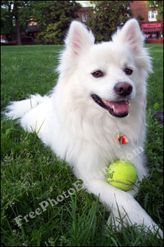 American eskimo dog playing with ball in the grass