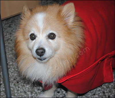 Pet in Santa costume