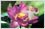 Sample of flower baby photo editing