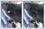 Photo editing to remove wart growing on dog's face