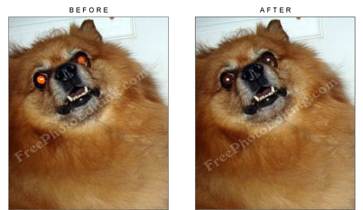 Red eye correction: Remove red eyes from your pet's photos