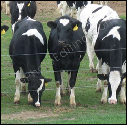 This photo requires editing to remove the cow fence confining the cattle. Edited photo can be seen on right.