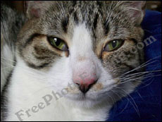 Cat has sudden twitch; closes one eye momentarily. Photo editing used to open the eye.